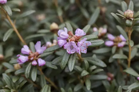 Rhododendron hippophaeoides (fimbriatum) - 3 Ltr pot