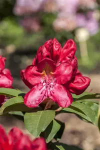 Rhododendron 'Junifeuer' - 30-40 CM C5 - image 4