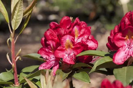 Rhododendron 'Junifeuer' - 30-40 CM C5 - image 1