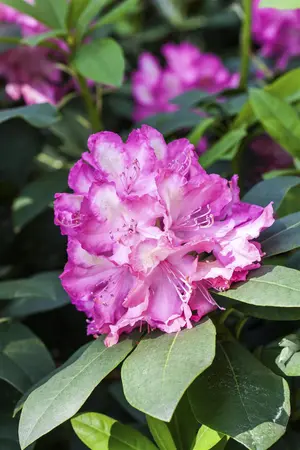 Rhododendron 'Junifeuer' (Inkarho) - 30-40 CM C5 - image 3