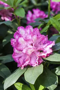 Rhododendron 'Junifeuer' (Inkarho) - 30-40 CM C5 - image 3