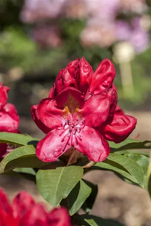 Rhododendron 'Junifeuer' (Inkarho) - 30-40 CM C5 - image 4