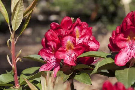 Rhododendron 'Junifeuer' (Inkarho) - 30-40 CM C5 - image 1