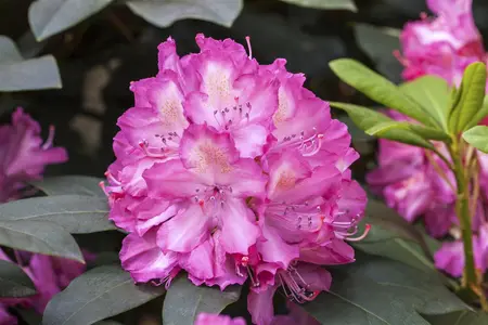 Rhododendron 'Junifeuer' (Inkarho) - 30-40 CM C5 - image 2