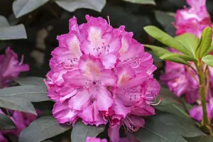 Rhododendron 'Junifeuer' (Inkarho) - 30-40 CM C5 - image 2