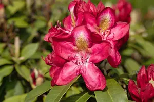 Rhododendron 'Junifeuer' (Inkarho) - 30-40 CM C5 - image 5