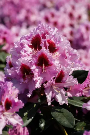 Rhododendron 'Kabarett' - 5 Ltr pot - image 5