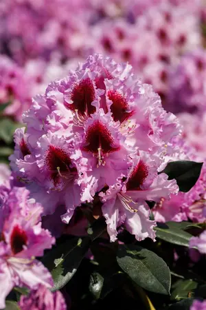 Rhododendron 'Kabarett' - 25-30 CM C3 - image 4