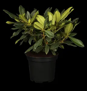 Rhododendron 'Kabarett'