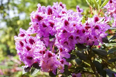 Rhododendron 'Kabarett' - 5 Ltr pot - image 2