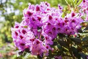 Rhododendron 'Kabarett' - 5 Ltr pot - image 2