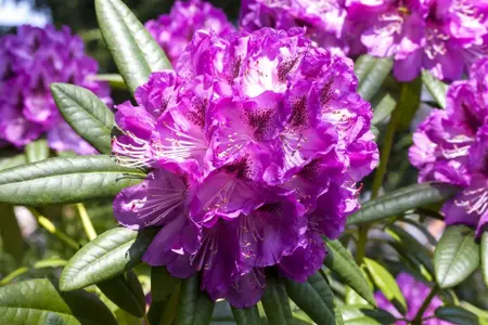 Rhododendron 'Kabarett' - 5 Ltr pot - image 3