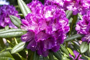 Rhododendron 'Kabarett' - 5 Ltr pot - image 3