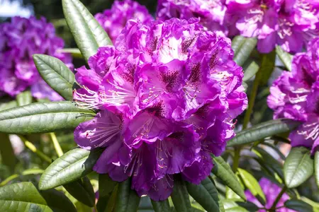 Rhododendron 'Kabarett' - 60-80 CM C20 - image 2
