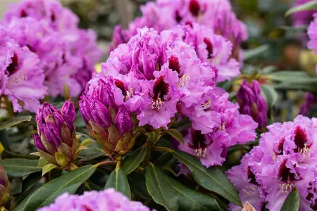 Rhododendron 'Kabarett' - 60-80 CM C20 - image 5