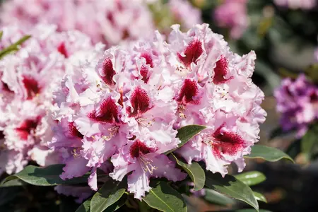 Rhododendron 'Kabarett' - 25-30 CM C3 - image 3