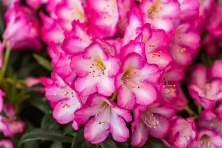 Rhododendron 'Kurf?rstin Sophie' - 50-60 CM C10 - image 2