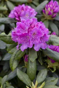 Rhododendron 'Lee's Dark Purple' - 80-90 CM C15 - image 1