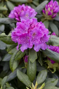 Rhododendron 'Lee's Dark Purple' - 80-100 CM C18 - image 1