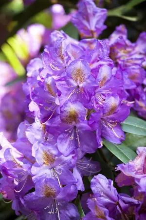 Rhododendron 'Lee's Dark Purple' - 80-100 CM C18 - image 2