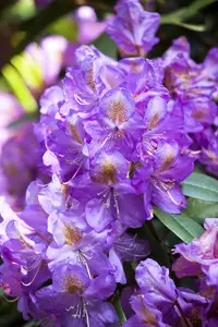 Rhododendron 'Lee's Dark Purple' - 80-100 CM C18 - image 2