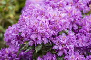 Rhododendron 'Lee's Dark Purple' - 80-100 CM C18 - image 3