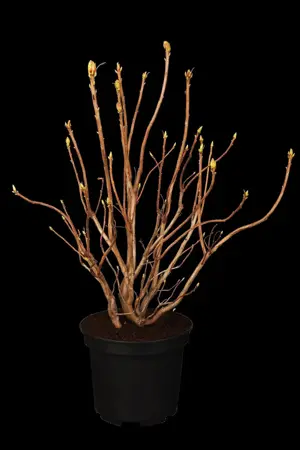 Rhododendron luteum - 60-70 CM C15 - image 1