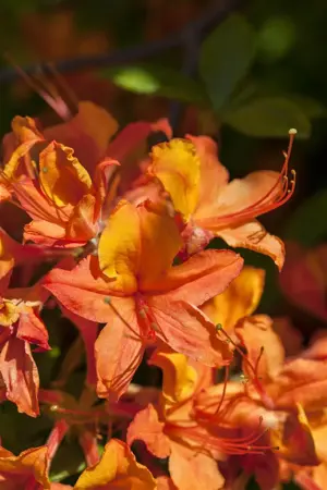 Rhododendron luteum - 60-70 CM C15 - image 4