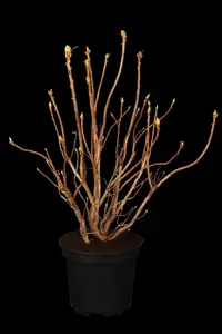 Rhododendron luteum