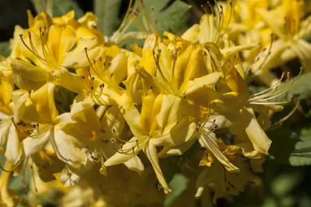 Rhododendron luteum - 60-70 CM C15 - image 2