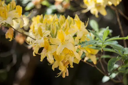 Rhododendron luteum - 60-70 CM C15 - image 5