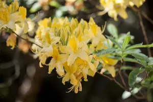Rhododendron luteum - 60-70 CM C15 - image 5