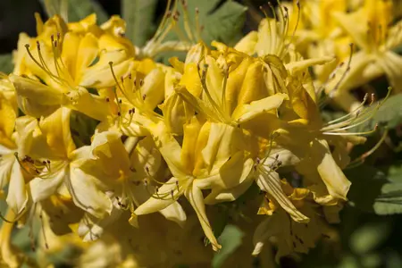 Rhododendron luteum - 60-80 CM C20 - image 2