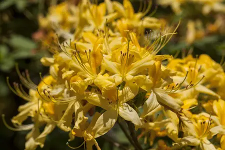 Rhododendron luteum - 60-80 CM C20 - image 3
