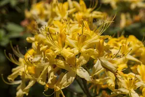 Rhododendron luteum - 5 Ltr pot - image 2