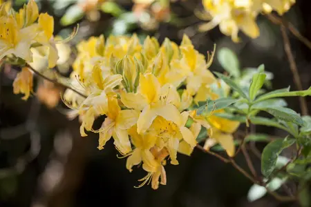 Rhododendron luteum - 5 Ltr pot - image 4
