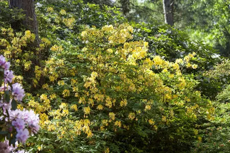 Rhododendron luteum - 40-50 CM C10 - image 5