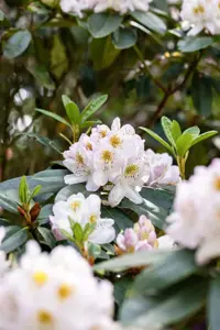 Rhododendron 'Madame Carvalho' - 5 Ltr pot - image 4