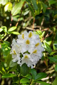 Rhododendron 'Madame Carvalho' - 5 Ltr pot - image 5