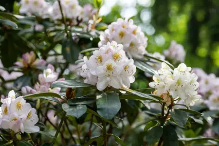Rhododendron 'Madame Carvalho' - 5 Ltr pot - image 1
