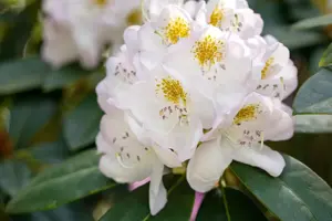 Rhododendron 'Madame Carvalho' - 5 Ltr pot - image 2