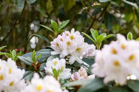 Rhododendron 'Madame Carvalho' - 5 Ltr pot - image 3