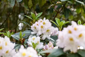 Rhododendron 'Madame Carvalho' - 5 Ltr pot - image 3