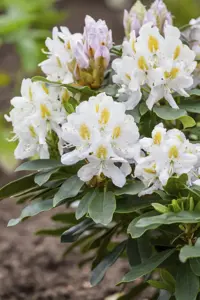 Rhododendron 'Madame Masson' - 40-50 CM C7.5 - image 3