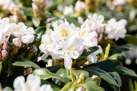 Rhododendron 'Madame Masson' - 80-100 CM C20 - image 5