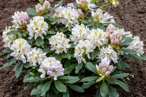 Rhododendron 'Madame Masson' - 60-80 CM C15 - image 2