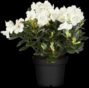 Rhododendron 'Madame Masson' - 2 Ltr pot - image 4