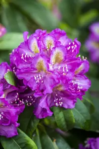 Rhododendron 'Marcel Menard' - 2 Ltr pot - image 5