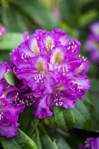 Rhododendron 'Marcel Menard' - 60-80 CM C12 - image 4
