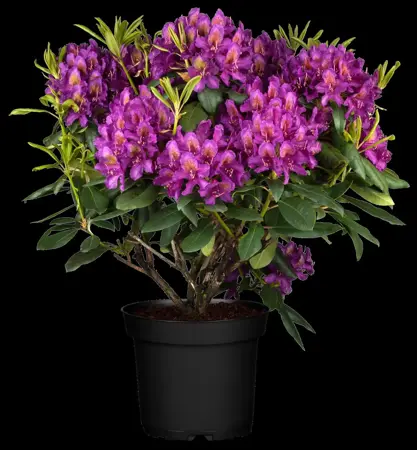 Rhododendron 'Marcel Menard' - 2 Ltr pot - image 2